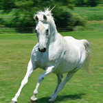 Gallope To