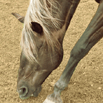 Graze